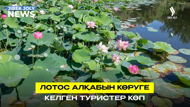 Lotus fest - 2026 халықаралық фестивалі өтті