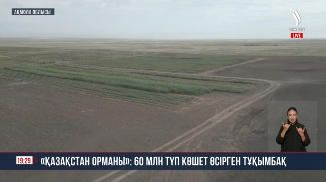 «Қазақстан орманы»: 60 млн түп көшет өсірген тұқымбақ