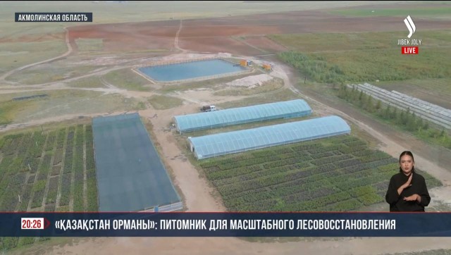 «Қазақстан Орманы»: питомник для масштабного лесовосстановления