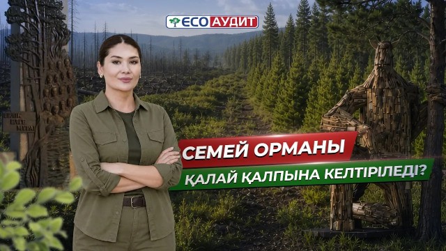 Семей орманы қалай қалпына келтіріледі?