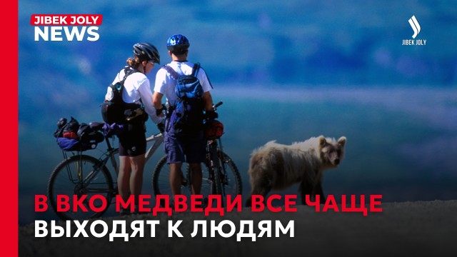 Медведи выходят к людям: что приводит хищников в города и на дачи