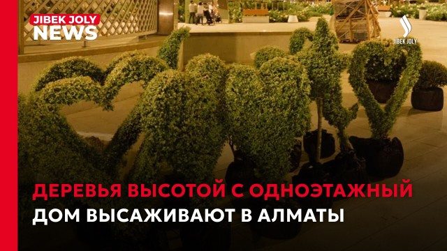 Редкие деревья высадили ко Дню города