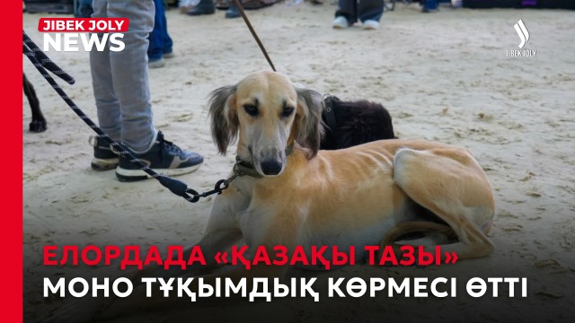 Елордада «Қазақы тазы» моно тұқымдық көрмесі өтті