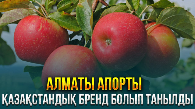ЖАҢАЛЫҚТАР. 08.11.2023 күнгі шығарылым