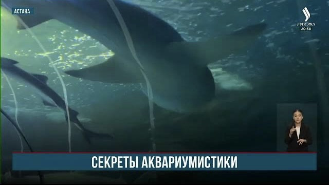 Евразийскую ассоциацию океанариумов планируют открыть на базе столичного центра Ailand