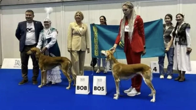 Қазақтың қос тазысы әлем чемпионатында жеңімпаз атанды