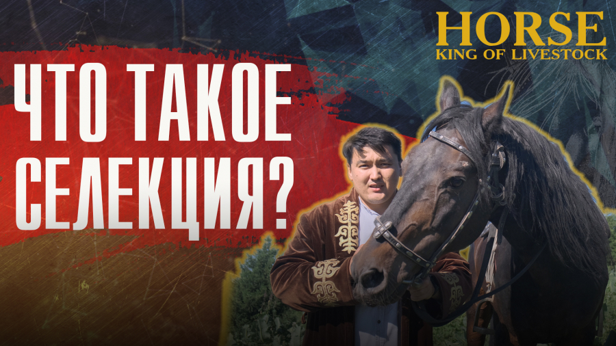 Кто такой зеброид?