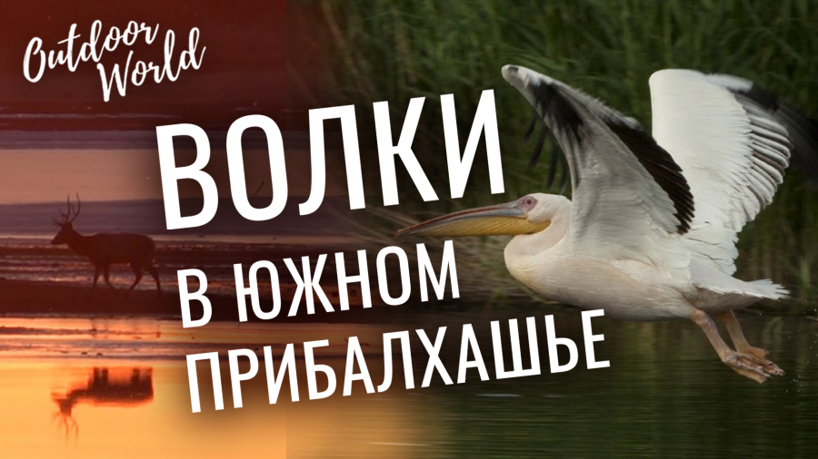 Волки в Южном Прибалхашье