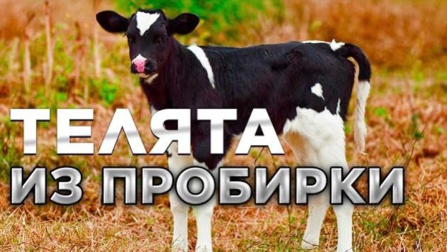 Новости. Выпуск от 12.01.2023 г.