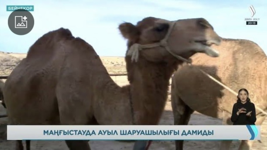 Маңғыстау облысында ауыл шаруашылығын субсидиялауға екі млрд теңге бөлінеді