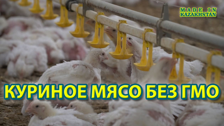 Как выглядит птицефабрика в РК?