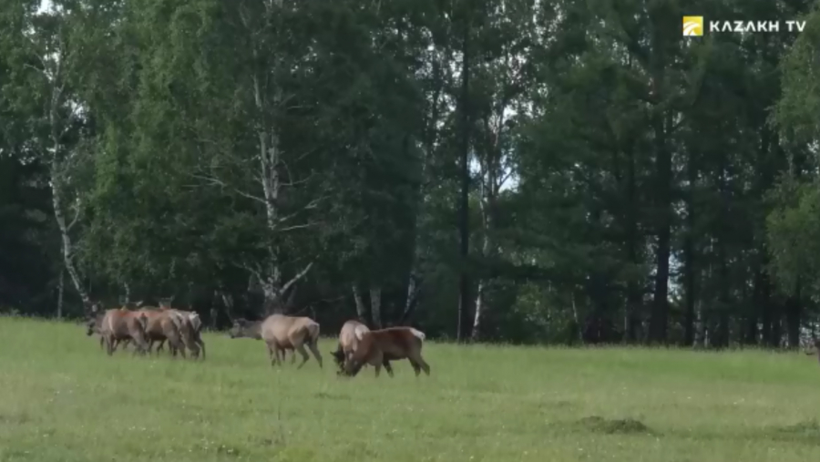 Благородный марал - хозяин древнейших гор
