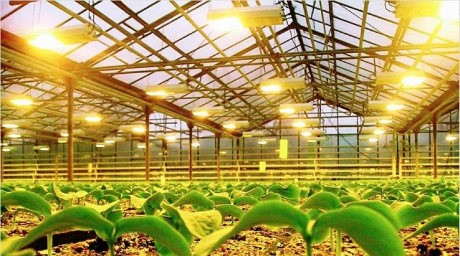 Казахстанские проекты в сфере АПК привлекли бизнесменов из Узбекистана