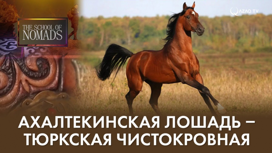 Ахалтекинская лошадь - тюркская чистокровная