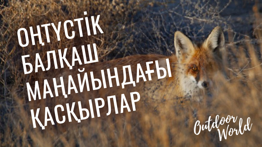 Жолбарыстар санын қайта қалпына келтіру