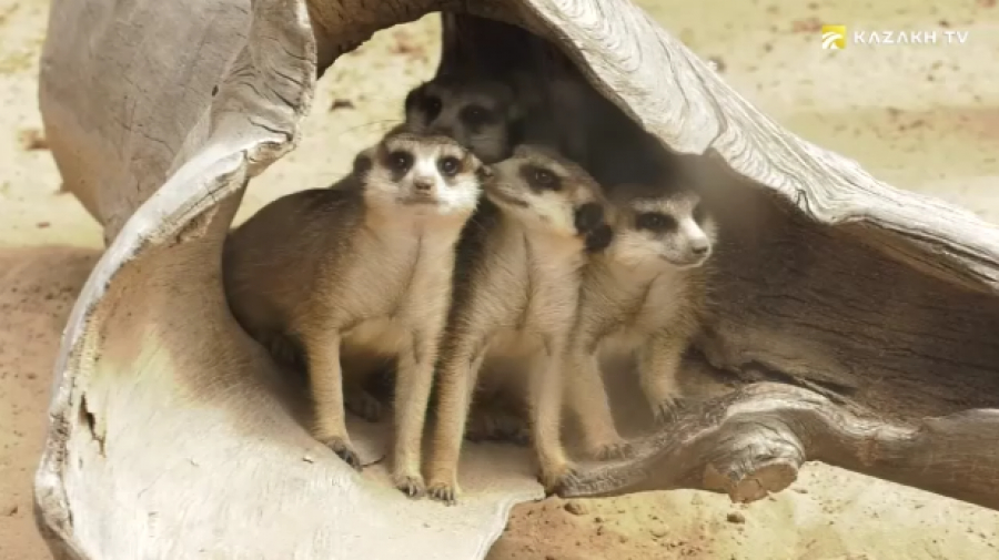 Алматы хайуанаттар бағы