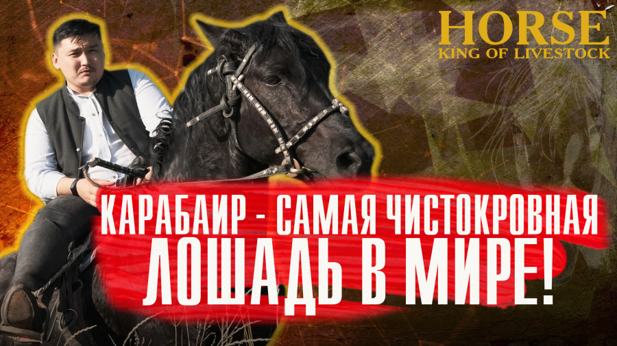 Правда ли, что русская лошадь имеет кровь казахской лошади?