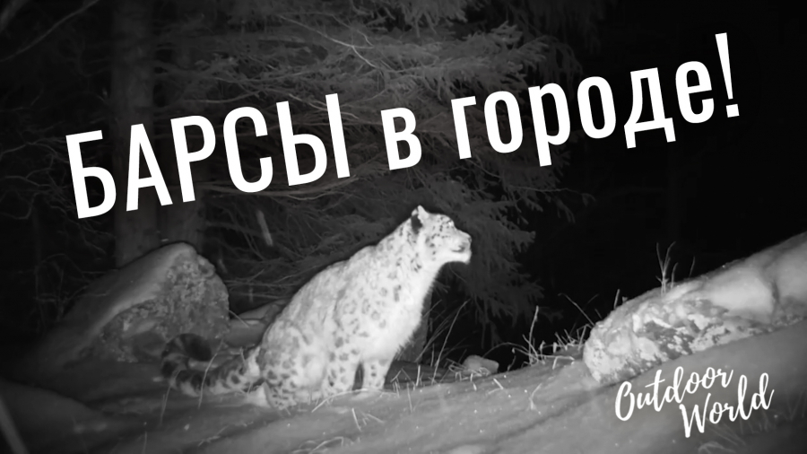 Снежный барс – символ Алматы и Казахстана