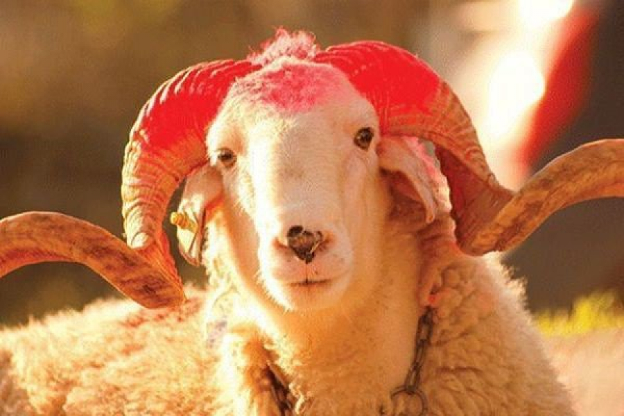 Сайт для дистанционного жертвоприношения на Курбан айт запустили в Казахстане