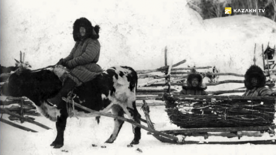 Қазақ тұрмысындағы бұқалардың рөлі